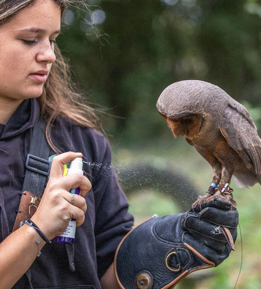 Spraying Leucillin on an owl