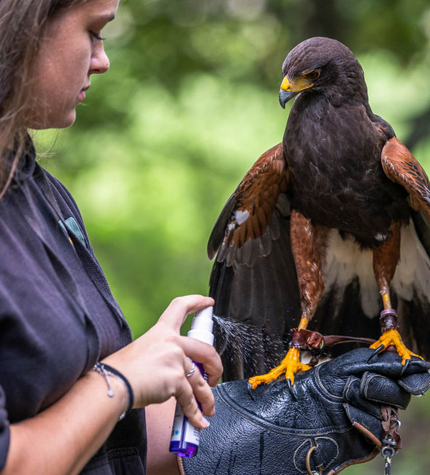 Using Leucillin on a bird of prey