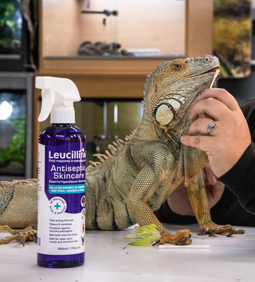 Leucillin and a lizard
