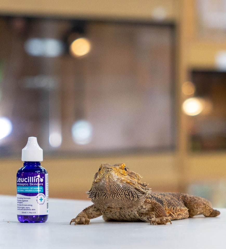 Leucillin and a lizard