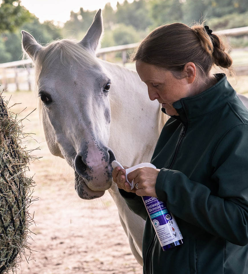 Using Leucillin on a horse
