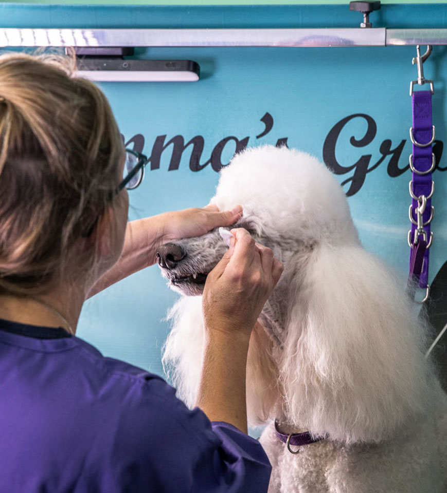 Dog Groomer using Leucillin