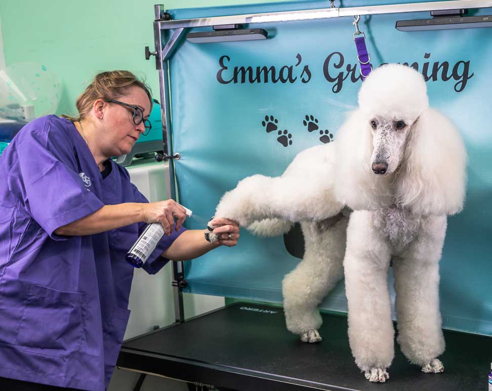 Spraying a dog's paw with Leucillin