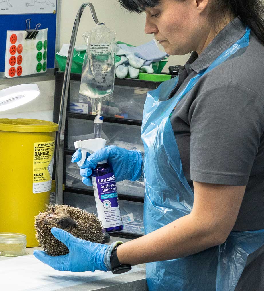 Vet using Leucillin on a hedgehog