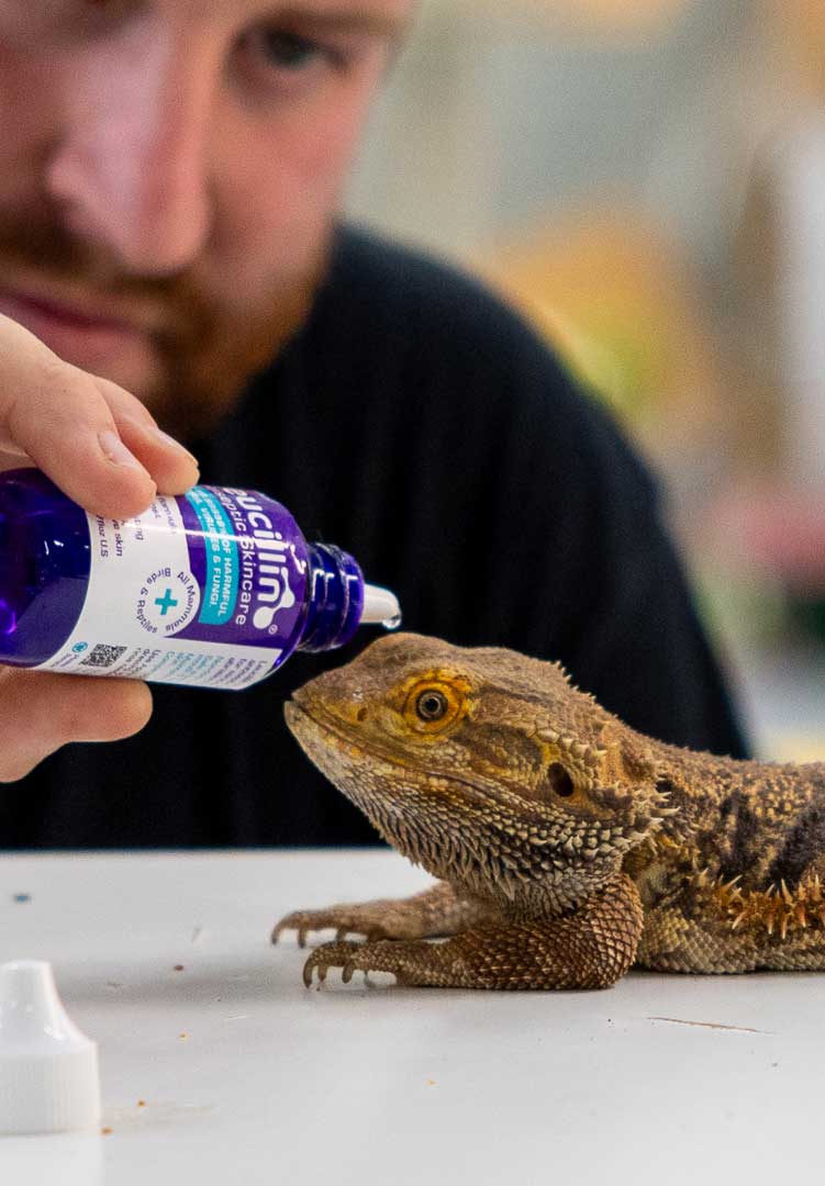 Leucillin and a lizard